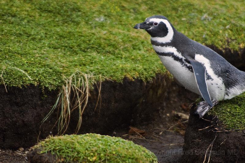 20071214 111243 D200 3900x2600.jpg - March of the Penguins, Otway Sound, Punta Arenas, Chile.  "One, two......."